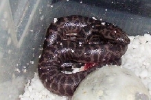 Spotted Hatchling