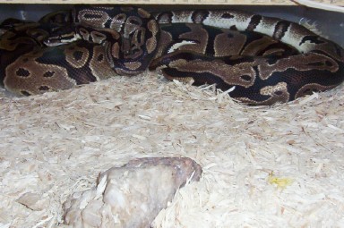 Balls Mating