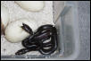 hatchling