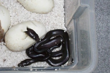 hatchling