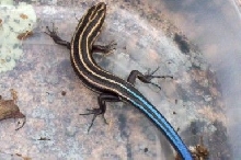 skink