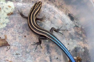 skink