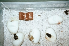 hatching