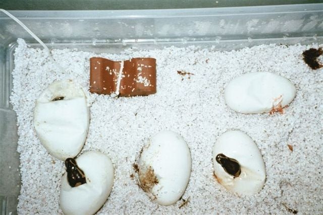 hatching