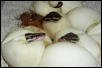 Hatchling Balls