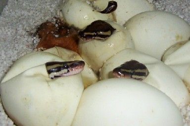 Hatchling Balls
