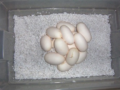 Eggs