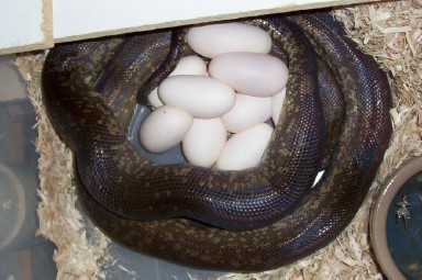 eggs