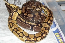 Pastel Breeding