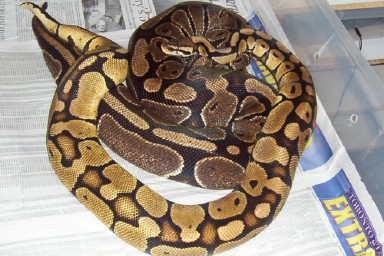 Pastel Breeding