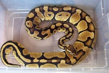 pastelmale