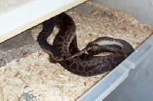Spotteds Mating