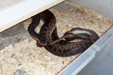 Spotteds Mating