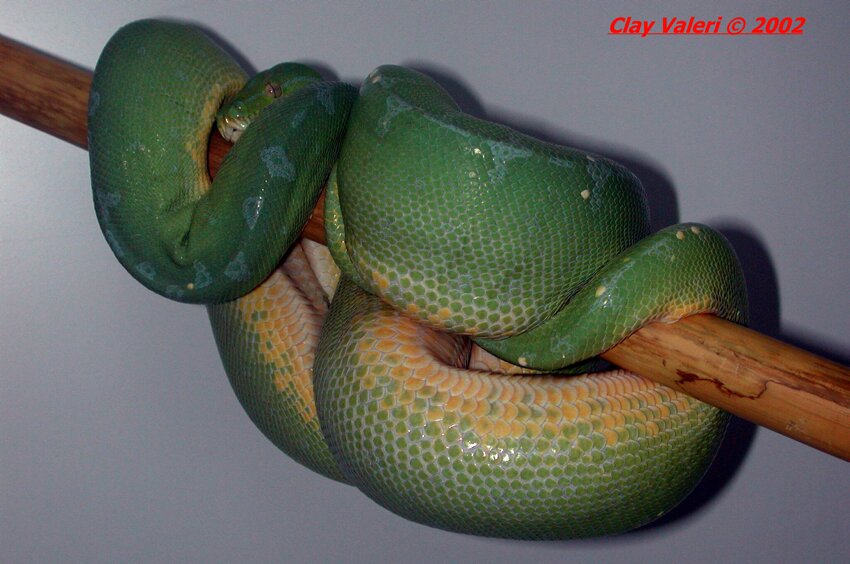 Sorong gravid