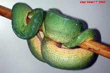 Sorong Gravid