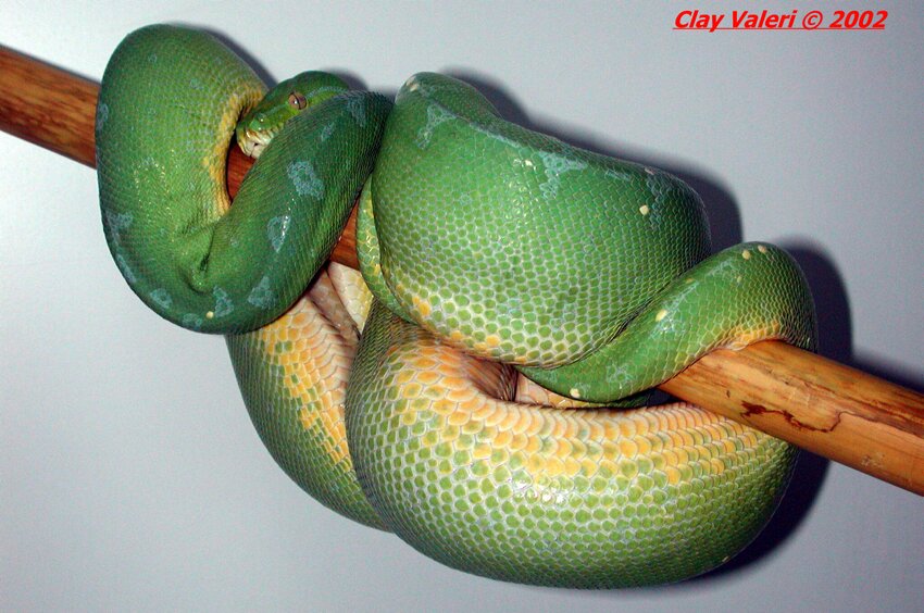 Sorong Gravid