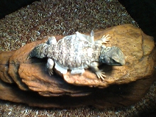 Shedding...