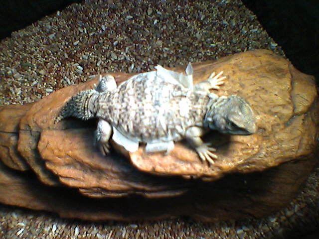 Shedding...