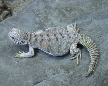 Egyptian Hatchling