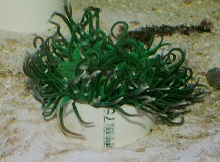 Saltwater - Austin Aquariums