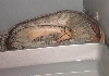 my borneo ovulating?
