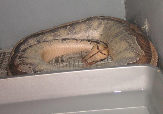 my borneo ovulating?