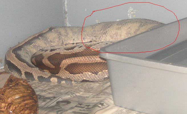 ovulation?