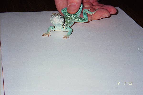 sid