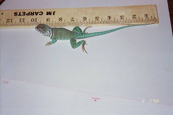 sid3