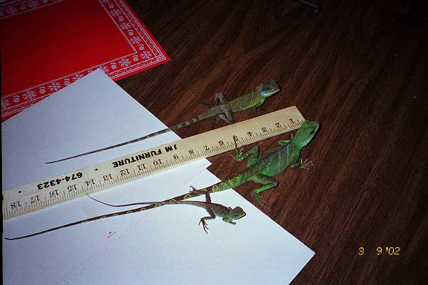 Kelly's Dragons