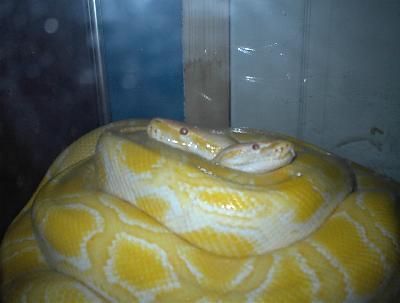 Coled Burm