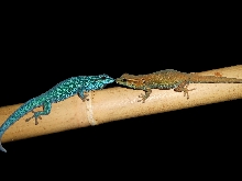 Pair of Lygodactylus williamsi