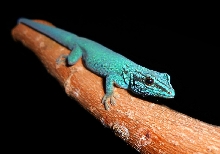 Lygodactylus williamsi