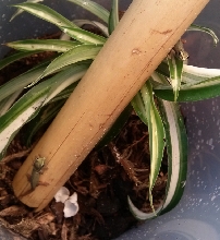 Lygodactylus williamsi hatchlings