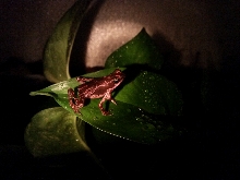 Atelopus barbotini Male