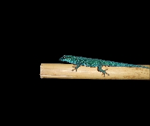 Lygodactylus williamsi
