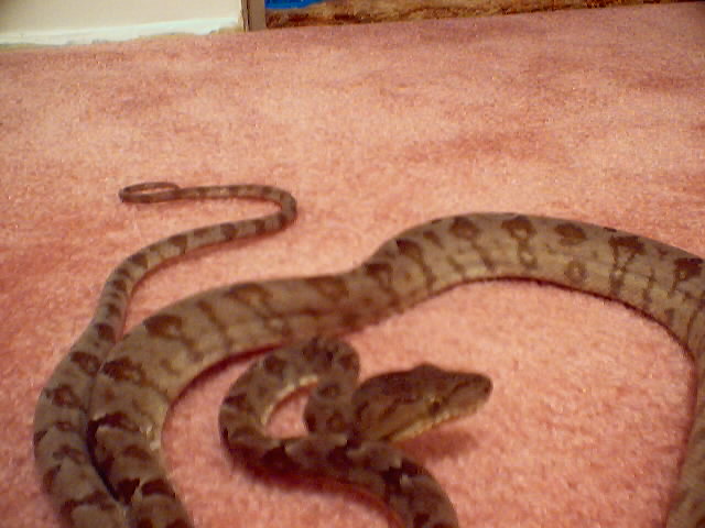 Amazon Tree Boa