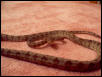 Amazon Tree Boa
