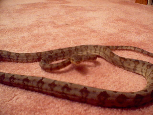Amazon Tree Boa