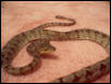 Amazon Tree Boa