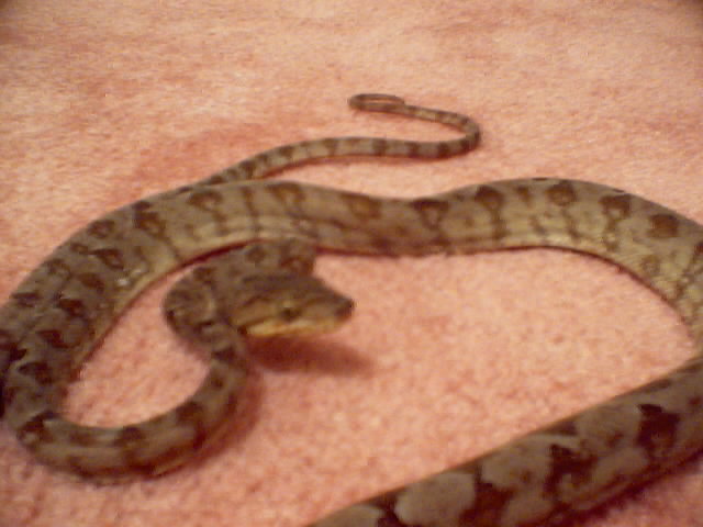 Amazon Tree Boa