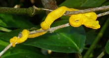 Eye Lash Viper
