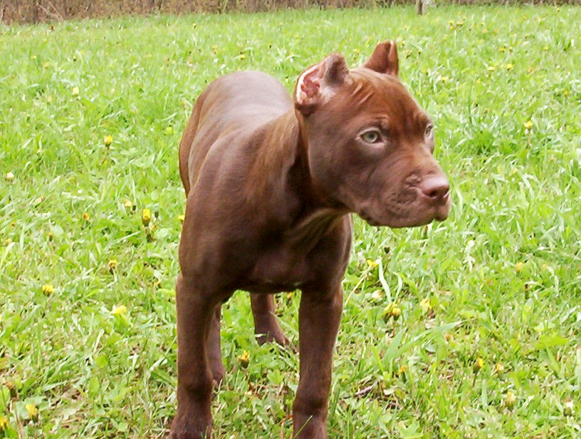 chocolate
