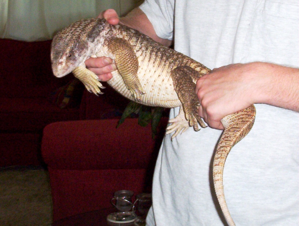 savannah