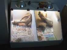 Beared dragon cage
