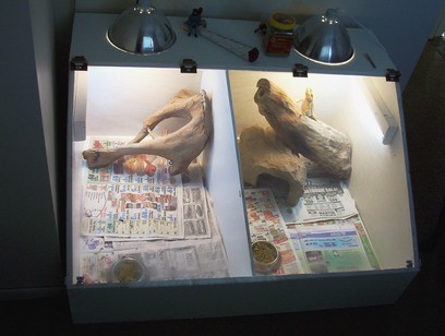 Beared dragon cage