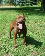 real pitbull