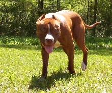 pit