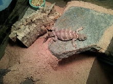 Baby Ornate Uromastyx