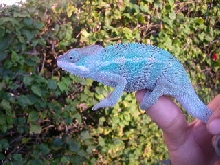 blue nosey be juvie